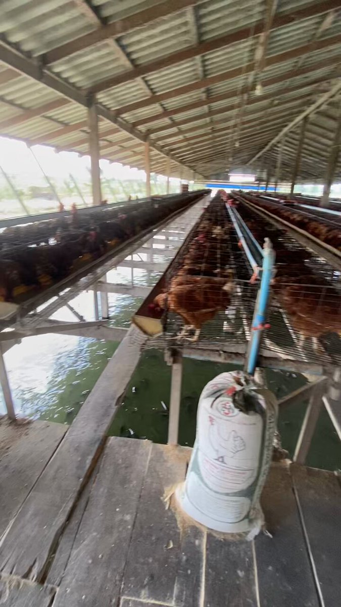 Di Thailand, ayam dibela di atas air. Air di bawah membantu menyejukkan reban ayam. Tinja ayam, jatuh ke dalam bawah dan menjadi makanan ikan keli di dalam kolam. Ikan kali yang cukup matang kemudian diproses menjadi makanan kepada ayam Tikt0k @/pongsakorn487