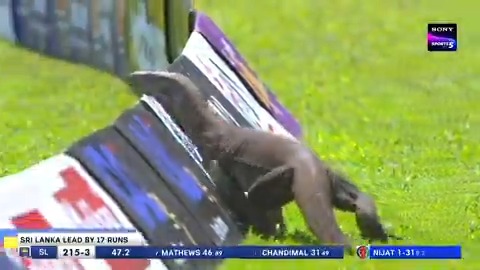 Sri Lanka vs Afghanistan Test was delayed for sometime due to "Monitor Lizard".