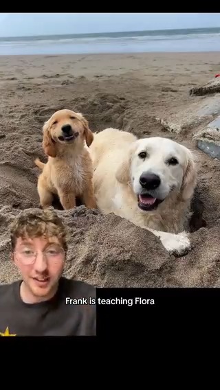 In honor of #NationalGoldenRetrieverDay, we wanted to share some of our favorite photos and videos of this iconic breed 💛