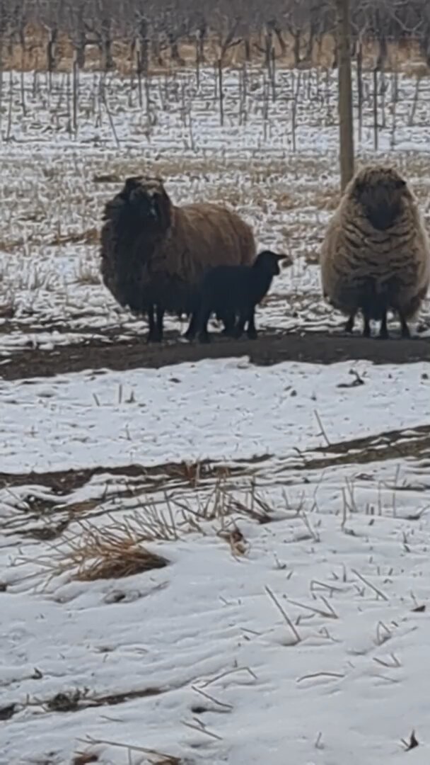 We got a baby Lamb! 🐑🧡