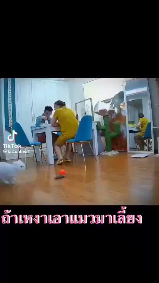 ถ้าเหงา .. เอาแมวมาเลี้ยง สิคะ 🤭