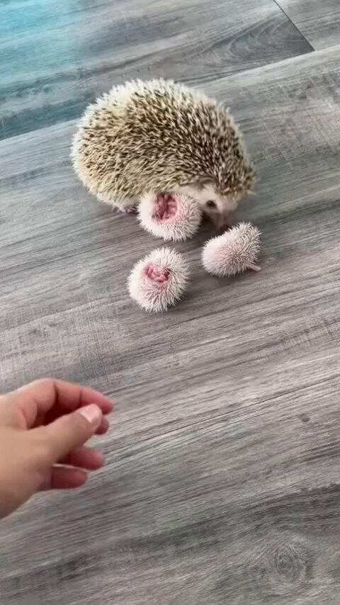 Mother hedgehog and her babies 🥰