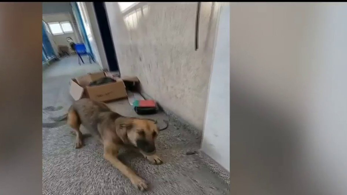 Un chien maltraité à Gaza retrouve sa forme en Israël