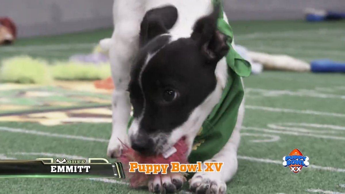 In honor of this year being the 20th #PuppyBowl, let’s take a look back at some pawsome #touchdowns 🐶🐾🏈 Make sure you watch the game THIS Sunday at 2p ET/11a PT on Animal Planet.