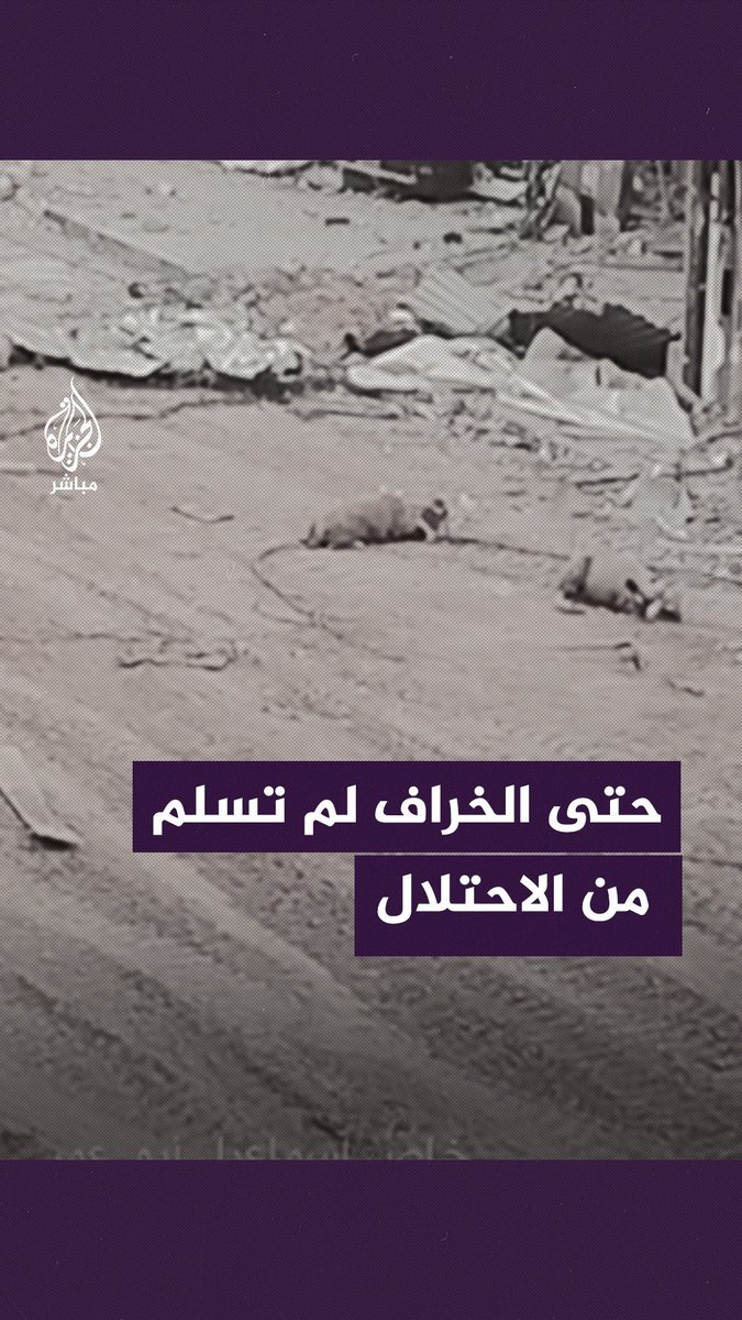 قتلٌ لكل كائن حي.. جنود الاحتلال الإسرائيلي يتعمدون قتل 3 خراف في خان يونس جنوبي قطاع #غزة #الجزيرة_مباشر #غزة_لحظة_بلحظة