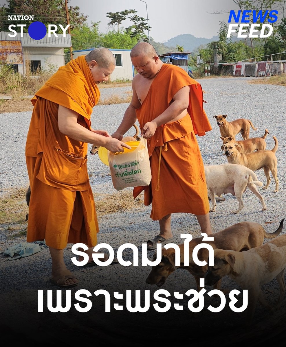 ภารกิจทุกเช้าของเจ้าอาวาสวัดวัดเขาชีจรรย์ นั่งจักรยานยนต์พ่วงข้างตระเวณให้อาหารน้องหมาจร เกือบ 100 ชีวิต ให้รอดพ้นจากความอดอยาก #วัดเขาชีจรรย์ #น้องหมา #เจ้าอาวาส #NationSTORY