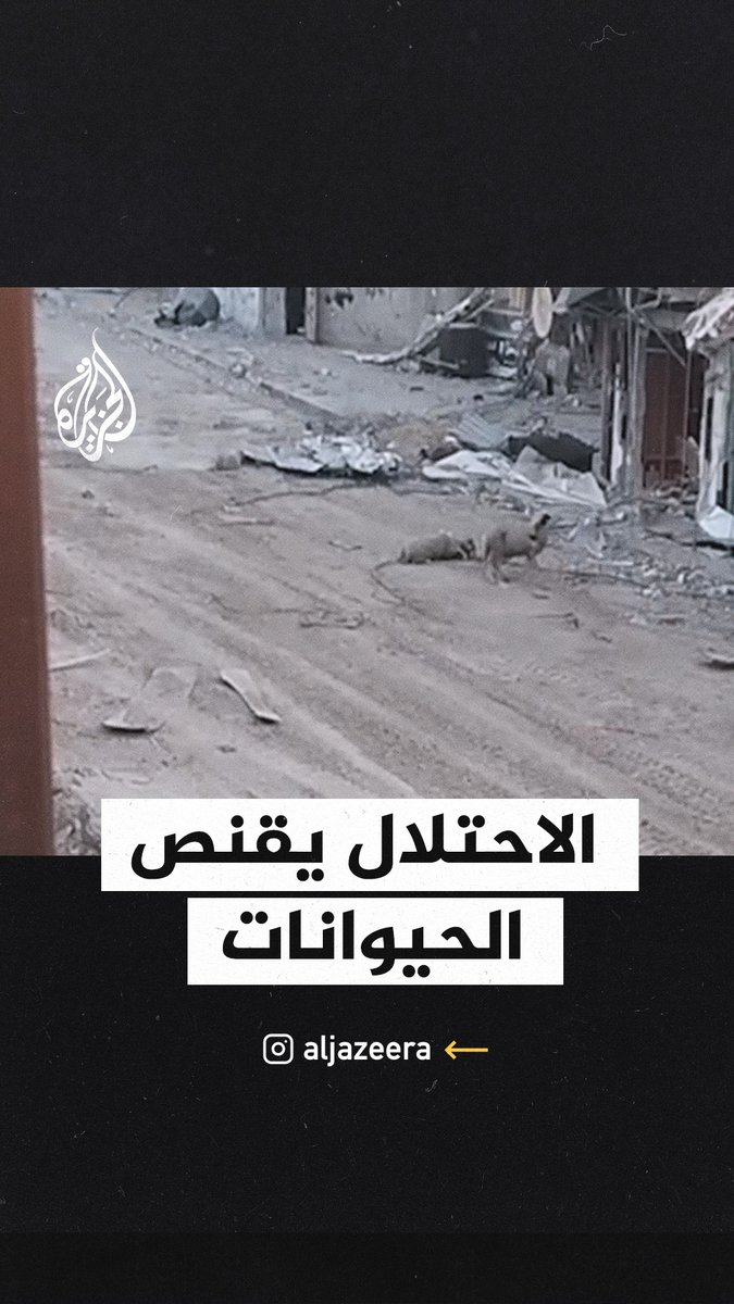 قناصة الاحتلال تعدم أغناما في بني سهيلا شرق خانيونس #حرب_غزة