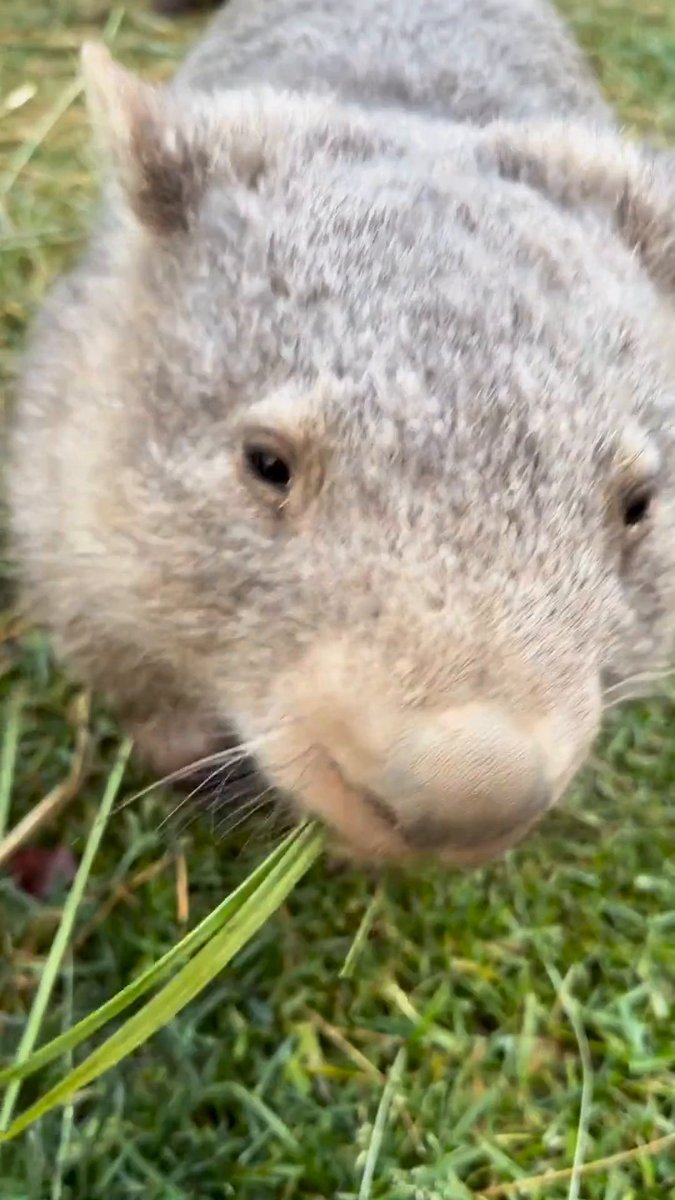 The wombat ASMR you didn't know you needed. 🔊 Wombats are grazing animals. A wombat's diet usually consists of native grasses like tussock grass or kangaroo grass, sedges, rushes, and roots of plants and trees. Happy #WombatWednesday! 📹 | wombat_rescue on Instagram