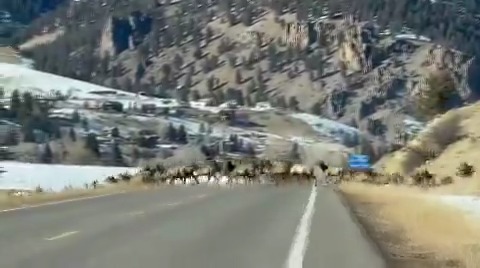 Sure, some call Wednesdays hump day - but we like to call it HERD DAY Thanks for the this incredible video Kyle from Creede! Take time to spot the lone pronghorn running with this elk herd near the end of the video too.