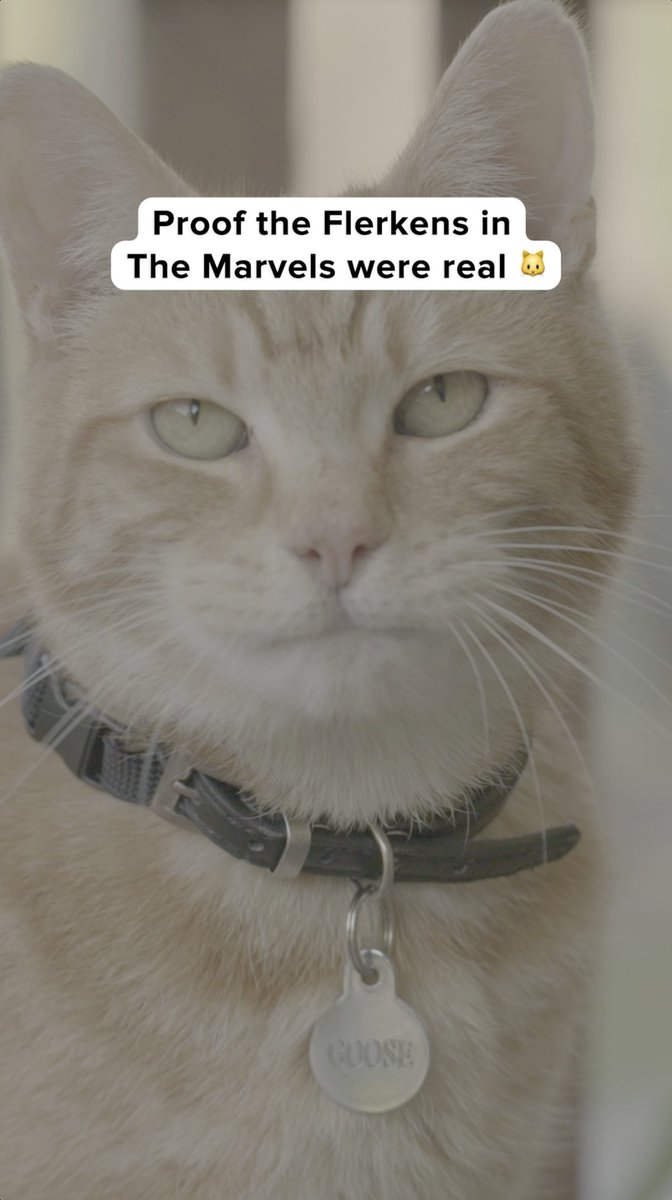 Meet the real-life Flerkens. 🐱 Marvel Studios’ #TheMarvels is now streaming on Disney+.