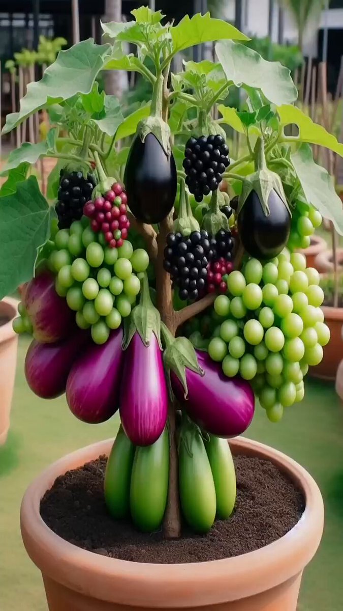 طريقة تطعيم العنب 🍇 على الباذنجان 🍆النتائج مضمونة 💯وخلال يومين فقط 👍🏻🌱 الي ما مصدق يتابع الفيديو التعليمي هذا (منقول من احد المشاهير للأمانة) ويحكم بنفسه 🤷 لا تنسى المشاركة بالنتائج المبهرة 🙃🙏🏻 ✅ [اذا تأخر عن يومين جيب واحد ينازع النبات او اضربه ب ٥٠ مسمار و٣ دبابيس]