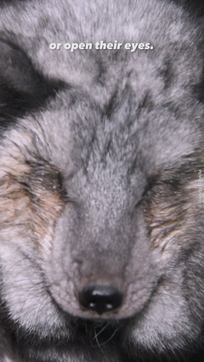 Have you ever seen a fox look like this? Meet the bizarre &amp; heartbreaking reality of the “mob wife” trend.