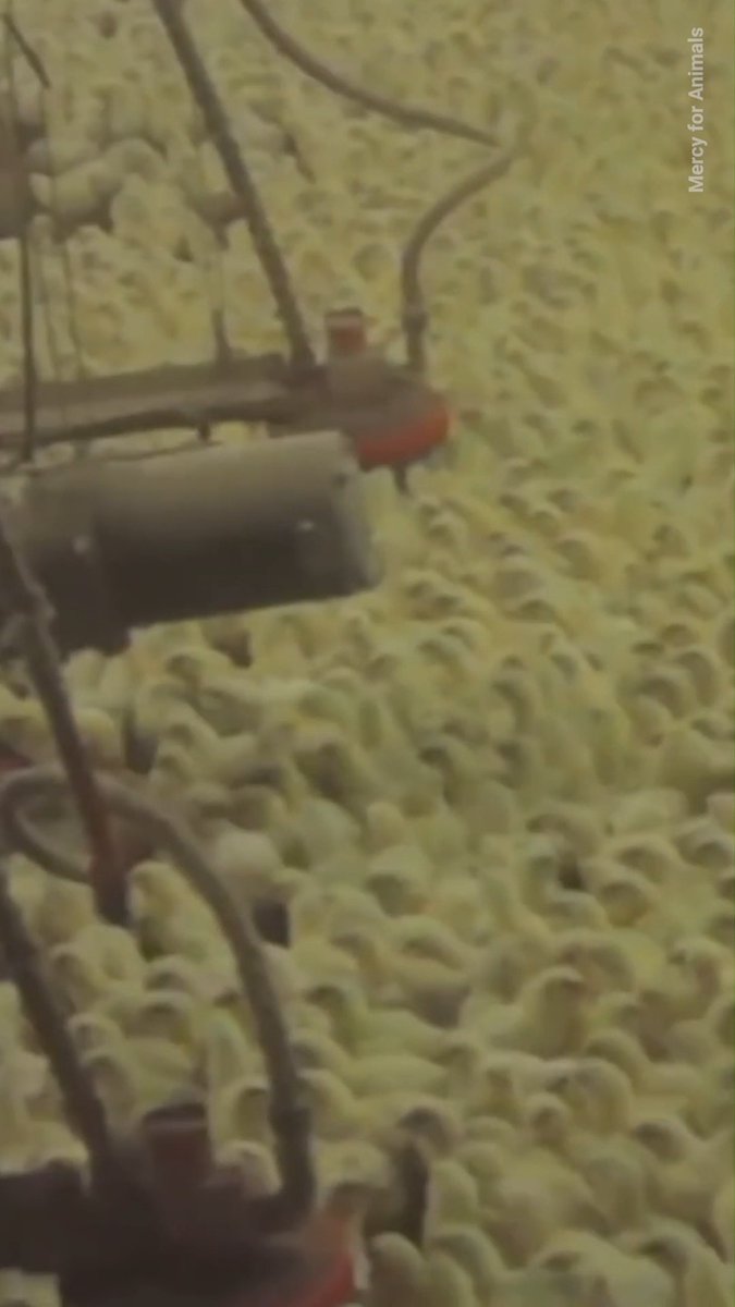 This is who suffered for the chicken wings you’re eating this #SuperBowlSunday.