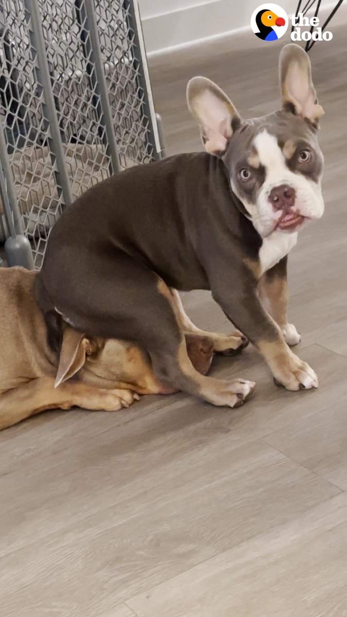 Pittie who's obsessed with her grandma gets a new puppy brother — watch her learn to share Grandma with him ❤️