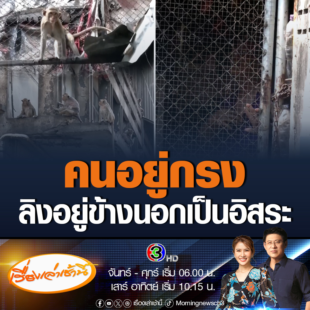 #เรื่องเล่าเช้านี้ ชาวบ้านใน จ.ลพบุรี ต้องขังตัวเองอยู่ในบ้าน เพราะกลัวมีปัญหากับลิง หากตัวเองออกจากนอกบ้านก็จะพบลิงมารื้อของในบ้าน วอนอยากให้จังหวัดมาช่วยดูแล #ข่าวช่อง3 #ข่าวสังคม #ลิงลพบุรี