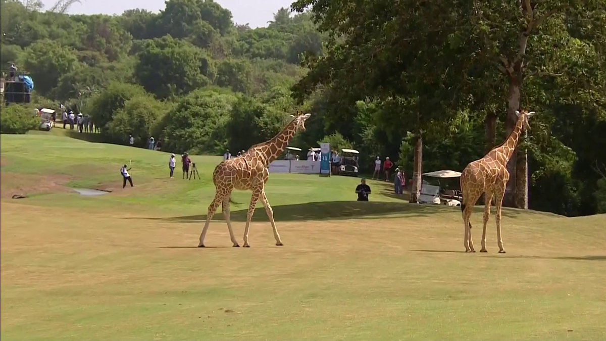 Play was interrupted at the Magical Kenya Ladies Open for the most amazing reason 😍🦒
