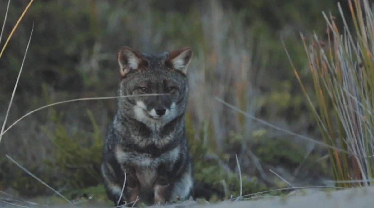 If you chose 1834, then well-done you! Check out how we’re helping Chile’s #biodiversity thrive &amp; revolutionizing the protection of the endangered Darwin’s fox, fewer than 1,000 of which are thought to remain 🦊: #TECH4ALL #Tech4Nature