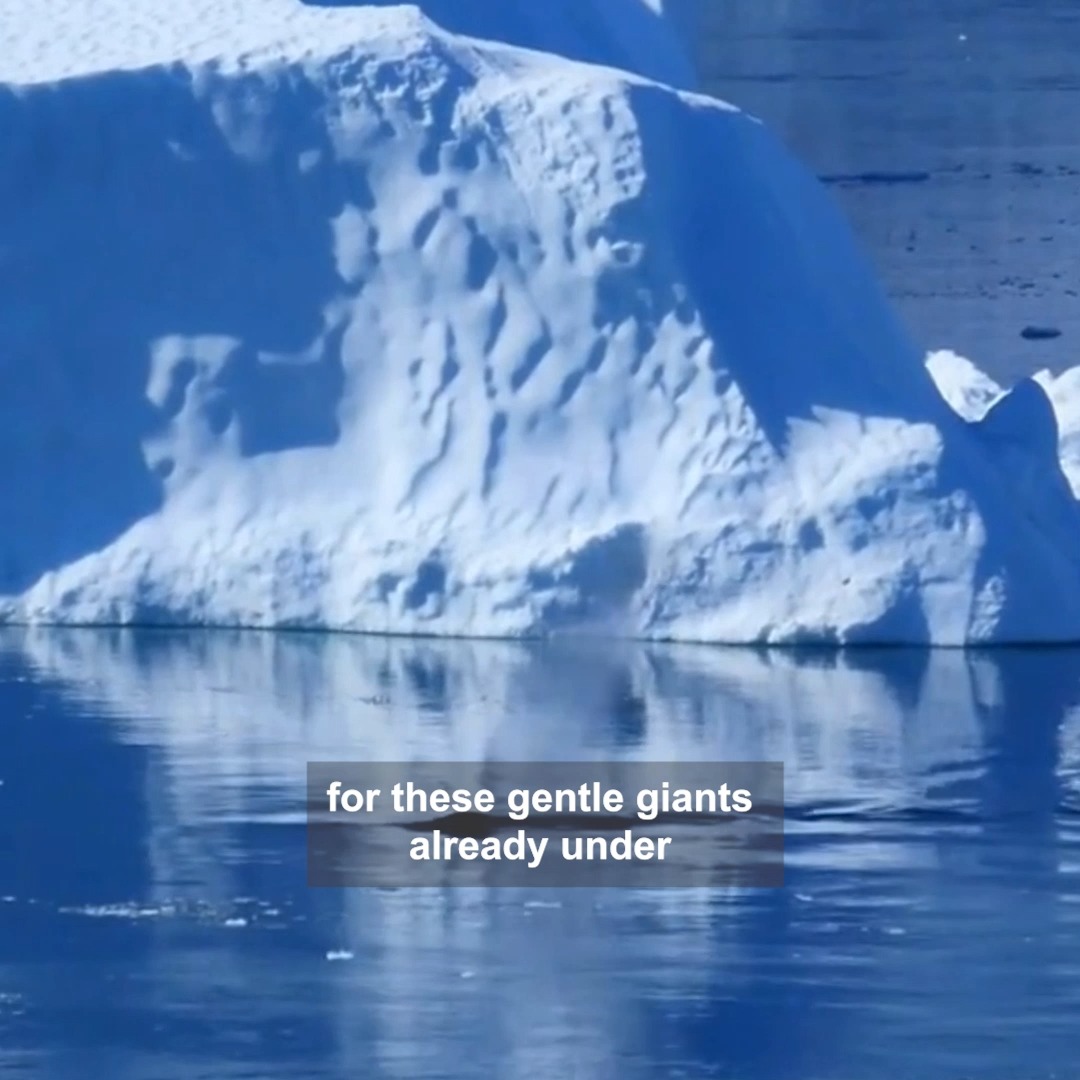 The Arctic is warming almost 4 x faster than the rest of the planet 😟 This is changing whales' migration timing, routes & whether they migrate at all. 👇👇 Together we must protect them and the ocean they call home. #BlueCorridors