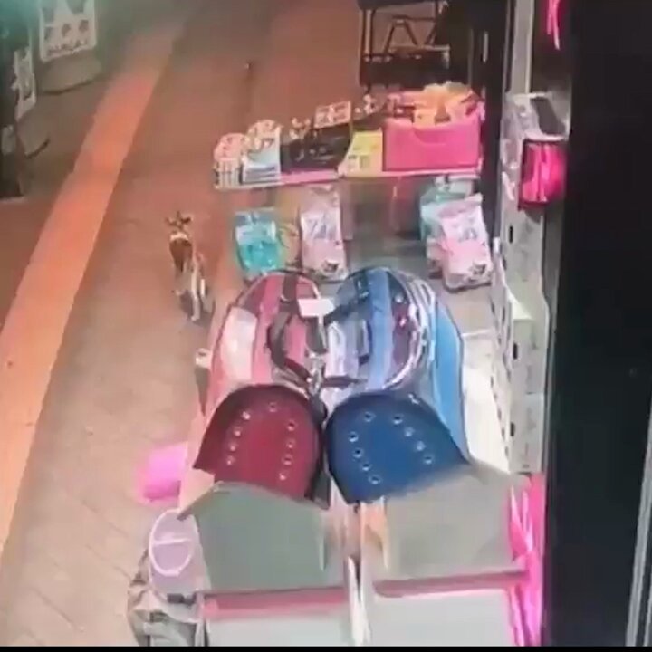 📌Yanlışlıkla çarptığı kediden özür dileyen adam yürekleri ısıttı