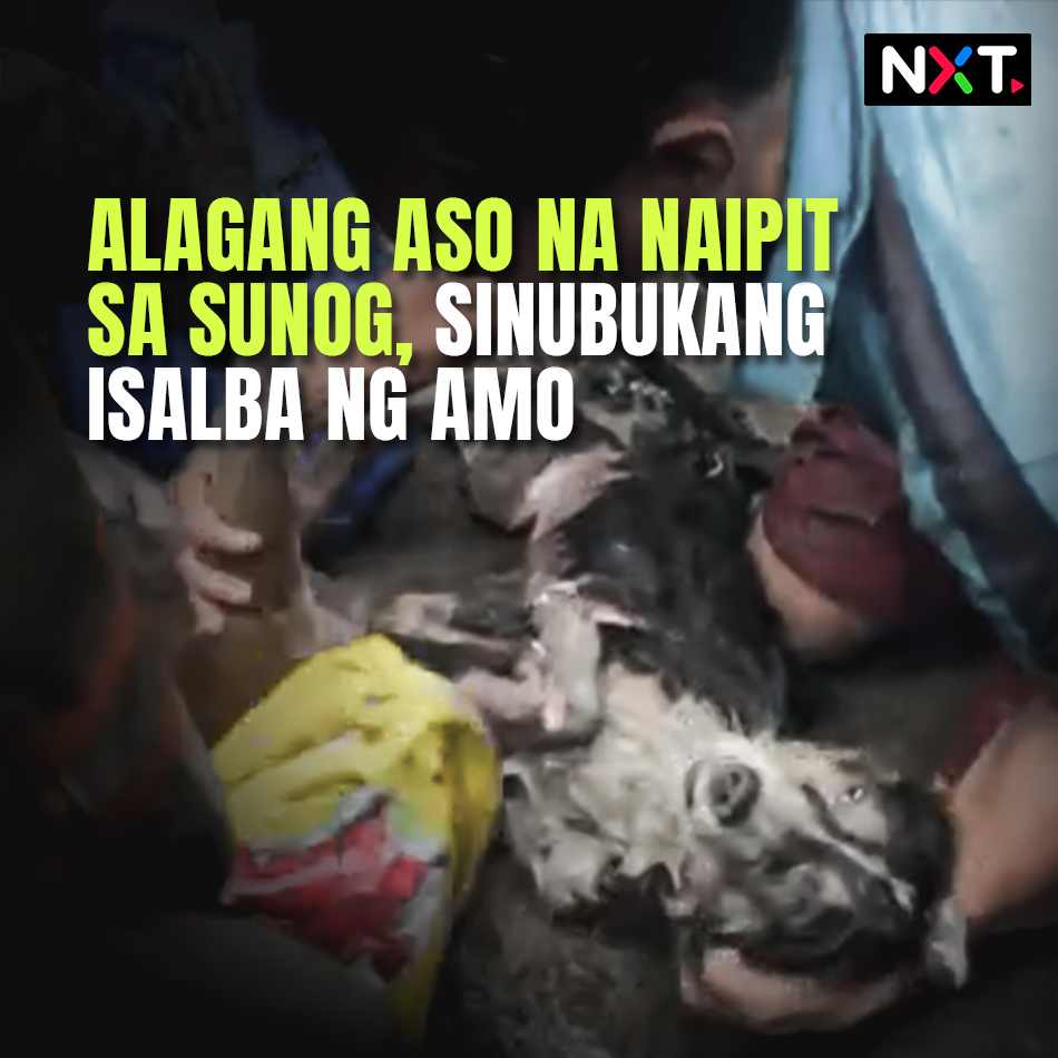 Nakuhanan ng video ang isang lalaki na sinusubukang isalba ang mga alaga niyang aso matapos silang maipit sa sunog sa Sta. Cruz, Manila nitong Huwebes. Sinubukan pa ng lalaki i-CPR ang mga aso. Isa lang ang lalaki sa mahigit 100 pamilya na nawalan ng tahanan dahil sa sunog.