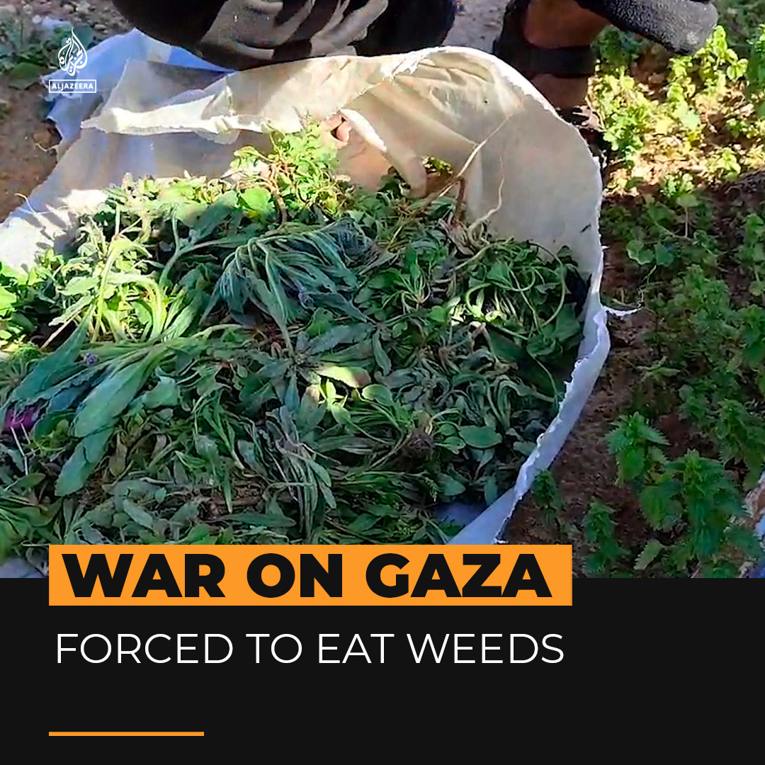 Palestinians are being forced to eat weeds and leaves to stay alive in Gaza. The UN says Gaza is on the brink of famine and millions are at risk of starving.