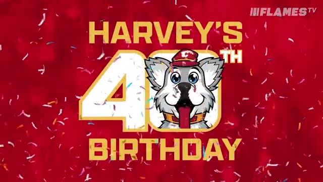 Happy 40th birthday, Harvey 🐶 (Happy 280th in dog years)