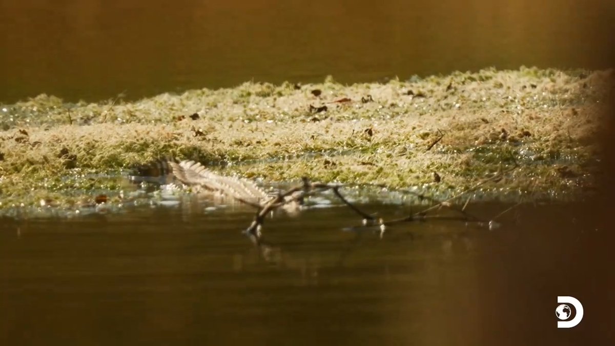 Crocodile creep up🐊 #NakedandAfraid TONIGHT 8p ET on @discovery