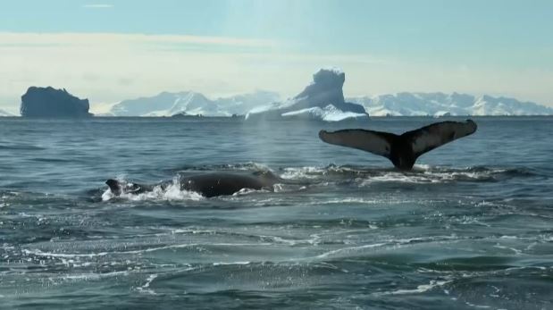 VIDEO: Marine biologists collect skin samples from humpback whales and leopard seals in Antarctica to detect the presence of mercury in their bodies