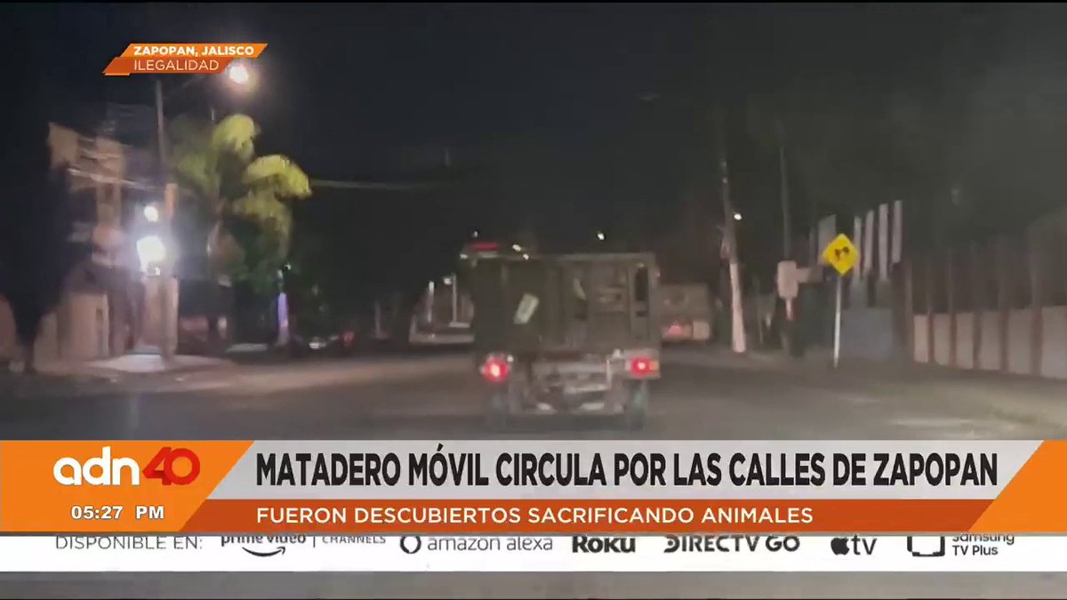 ¡Imágenes sensibles! 😡 Se reporta matadero móvil que circula por las calles de Zapopan, #Jalisco; asesinan cerdos en camionetas Todos los puntos de vista en junto a Alejandro Brofft y Luciana Wainer 📰 |