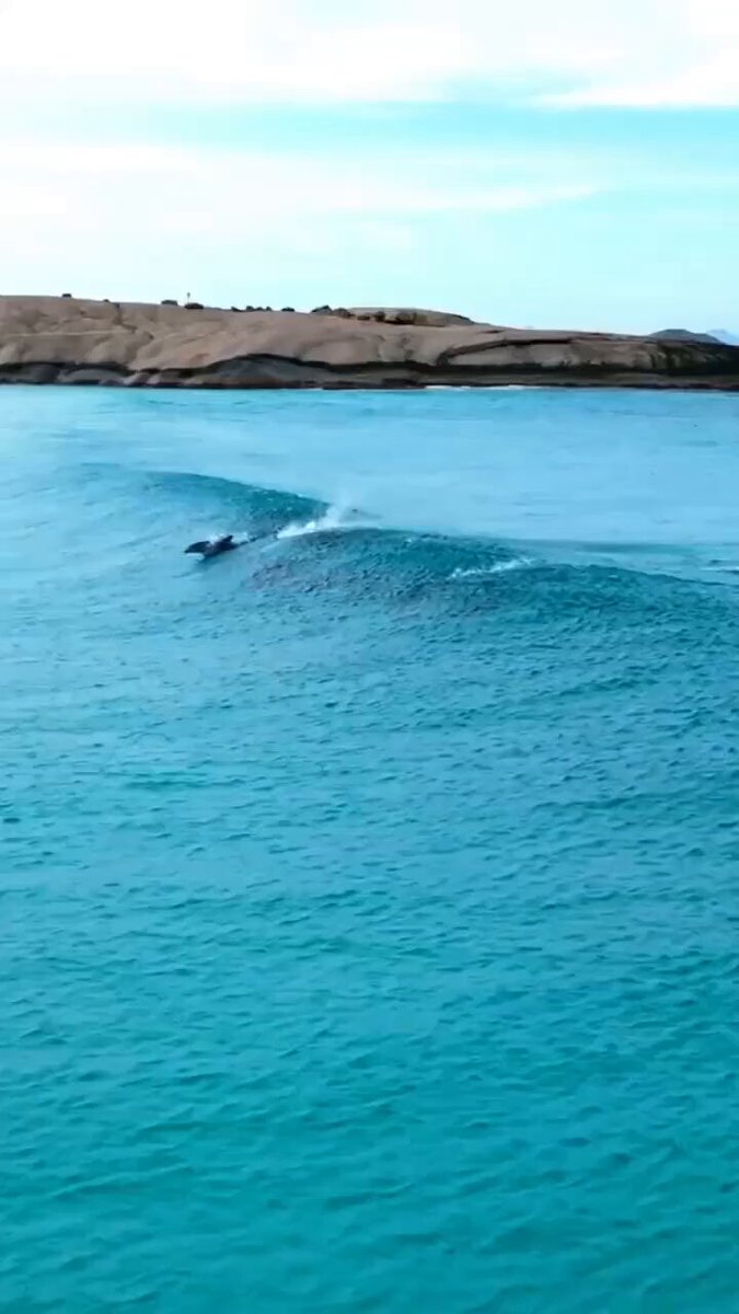 Dolphins surfing a wave.. 😊