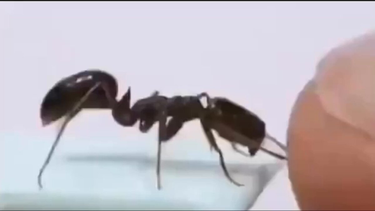 Karınca, insan parmağına saldırdığında Newton'un 3. yasası devreye girer. Yasaya göre, bir cisme bir kuvvet etkiyorsa, cisimden kuvvete doğru eşit büyüklükte ve zıt yönde bir tepki kuvveti meydana gelir.