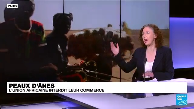 🫏 L'#UnionAfricaine a interdit ce dimanche l'abattage des #ânes pour leur peau. 🇨🇳📉 Cet animal, très utilisé en #Afrique, a vu sa population décimée pour fournir le marché chinois. Shirli Sitbon nous en dit plus dans la chronique #Sciences