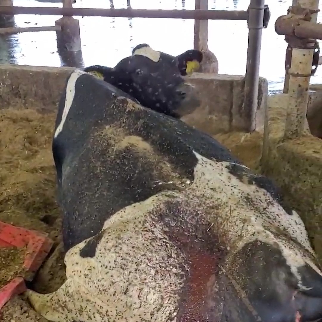 She was stuck in a pool of her own blood for days after giving birth, according to a whistleblower, until a farmer allegedly shot her in the head. It's too late to change her tragic story, but you can help mothers like her by going #vegan.