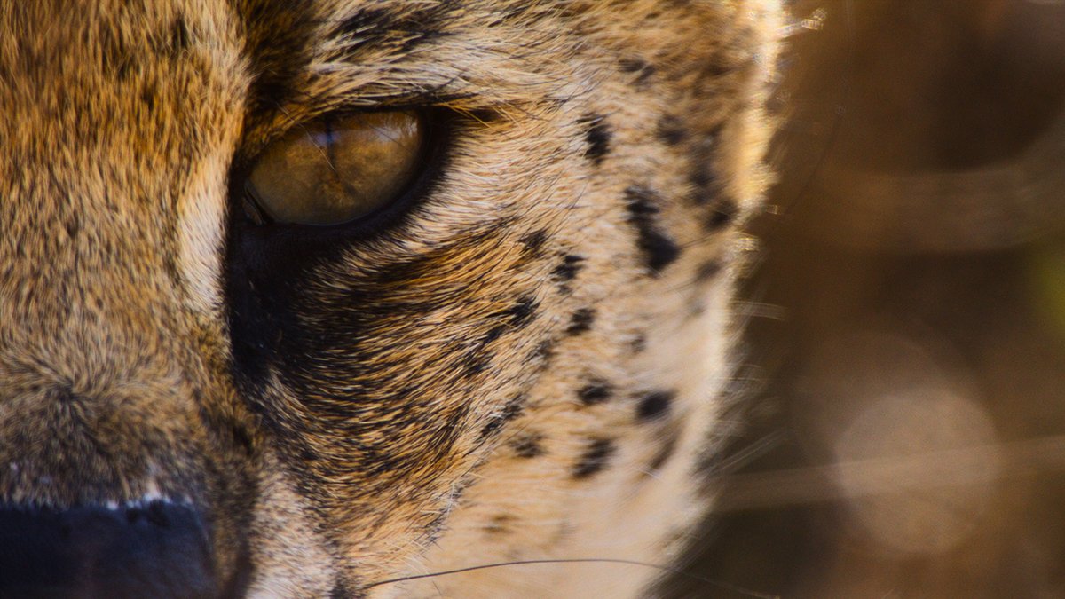 Hear our planet like never before. Earthsounds, narrated by Tom Hiddleston, premieres February 23 on Apple TV+