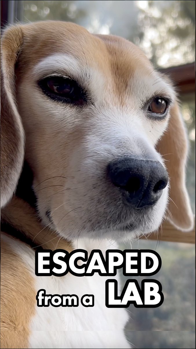 They drove this puppy to insanity - then charged rescuers with felonies.