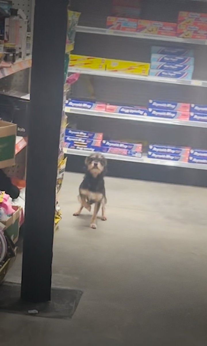 Guy finds a very sweet dog in the aisles of Dollar General and has to turn her over to the shelter. We talked to Ray about how he visited her every day until ... ❤️
