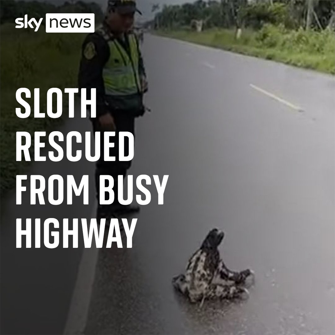 Police officers have rescued a sloth after it was found slowly crawling across a busy highway in Peru🦥 More videos: