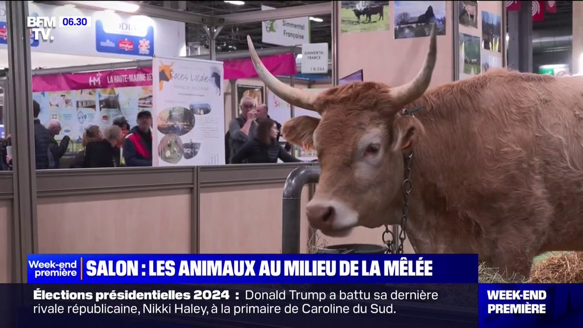 Débordements au Salon de l'agriculture: les animaux aux premières loges