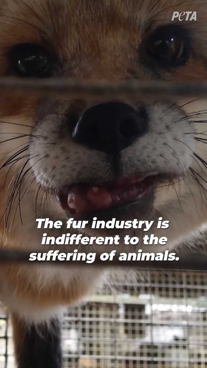 No fashion trend is worth this horror. Make the ultimate statement by choosing not to buy fur!