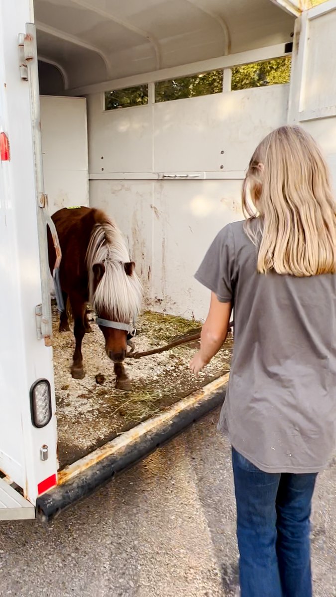 Pregnant pony was so aggressive and got worse after she gave birth, until...❤️