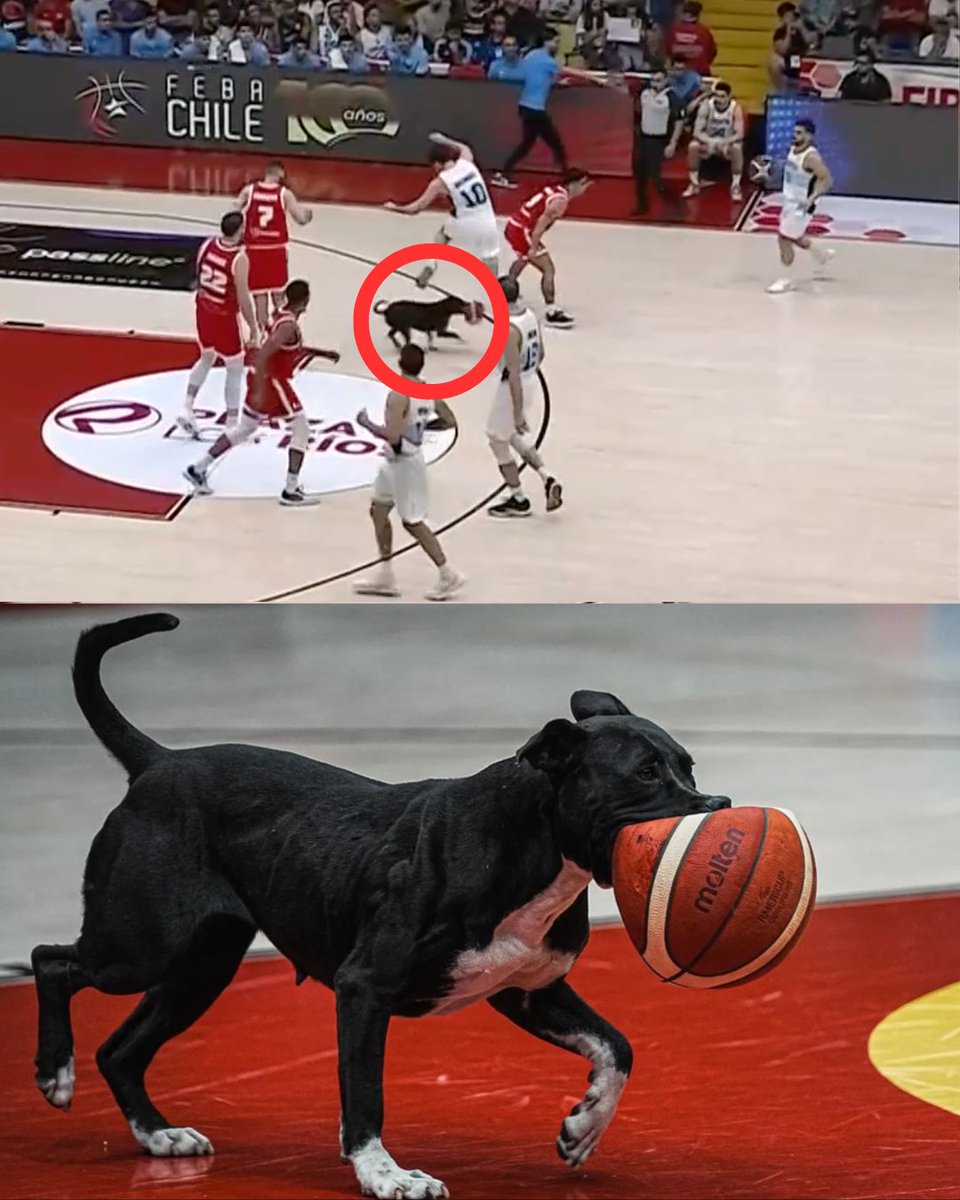 Pasó ayer en el partido de las ventanas FIBA entre Chile y Argentina: el partido se tuvo que detener porque un perro saltó a cancha y reventó un balón de un mordisco 😂