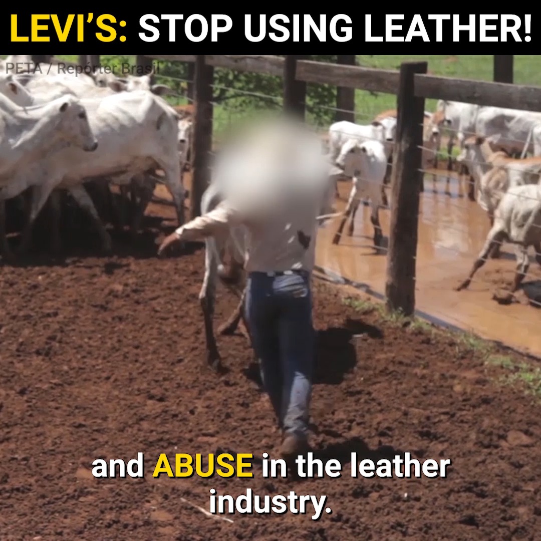 Here’s why it’s crucial for Levi's to switch to vegan materials this #LeviStraussDay! This is what you can do to help: