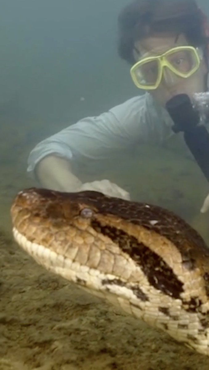 World's biggest snake is discovered in the Amazon rainforest: Huge anaconda measures 26ft-long and weighs 440lbs - and its head is the same size as a human's