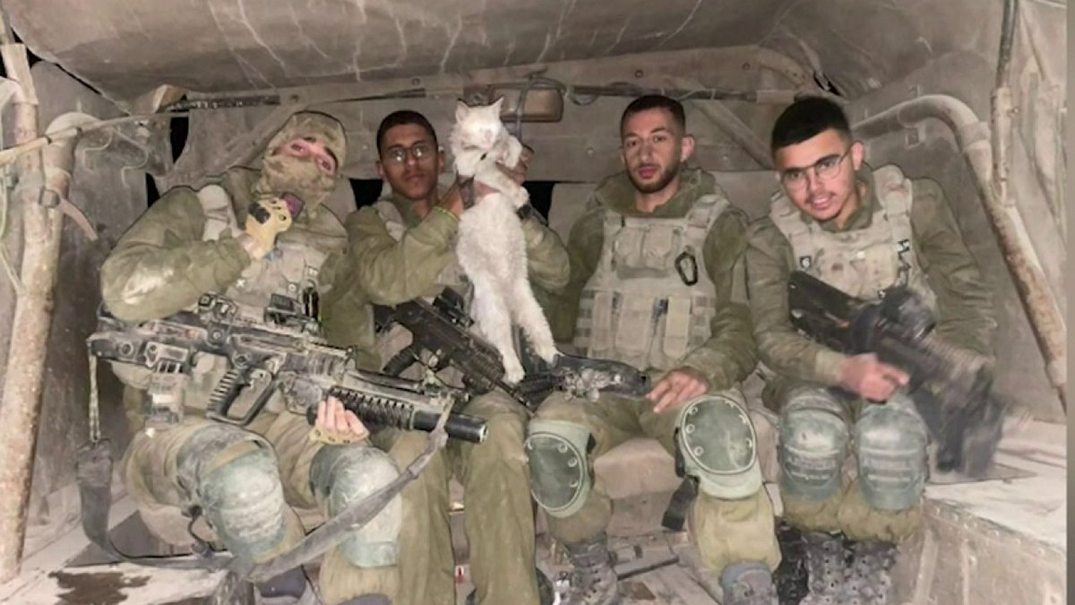 Les chiens sauvés à Gaza, un risque sanitaire pour Israël ? "La situation à Gaza est très mauvaise en ce qui concerne les soins et les traitements réservés aux animaux. Il n'y a pas de vaccin et il est possible qu'ils présentent des maladies qui n'existent pas encore en Israël"