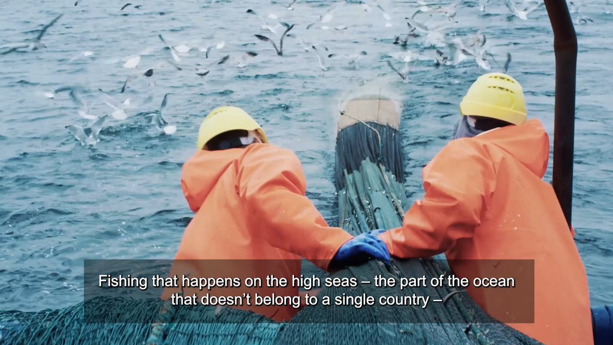 Did you know Tuna play a critical role in maintaining our ocean? 🐟 But some species are heavily overfished in parts of our ocean. RT if you agree governments should do more to protect our ocean! #StopFundingOverfishing WTO #MC13