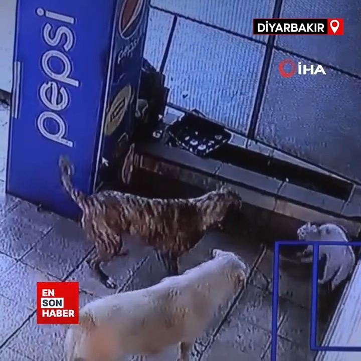 Sokak köpeklerinin sıkıştırdığı kedi parçalanmaktan şansa kurtuldu