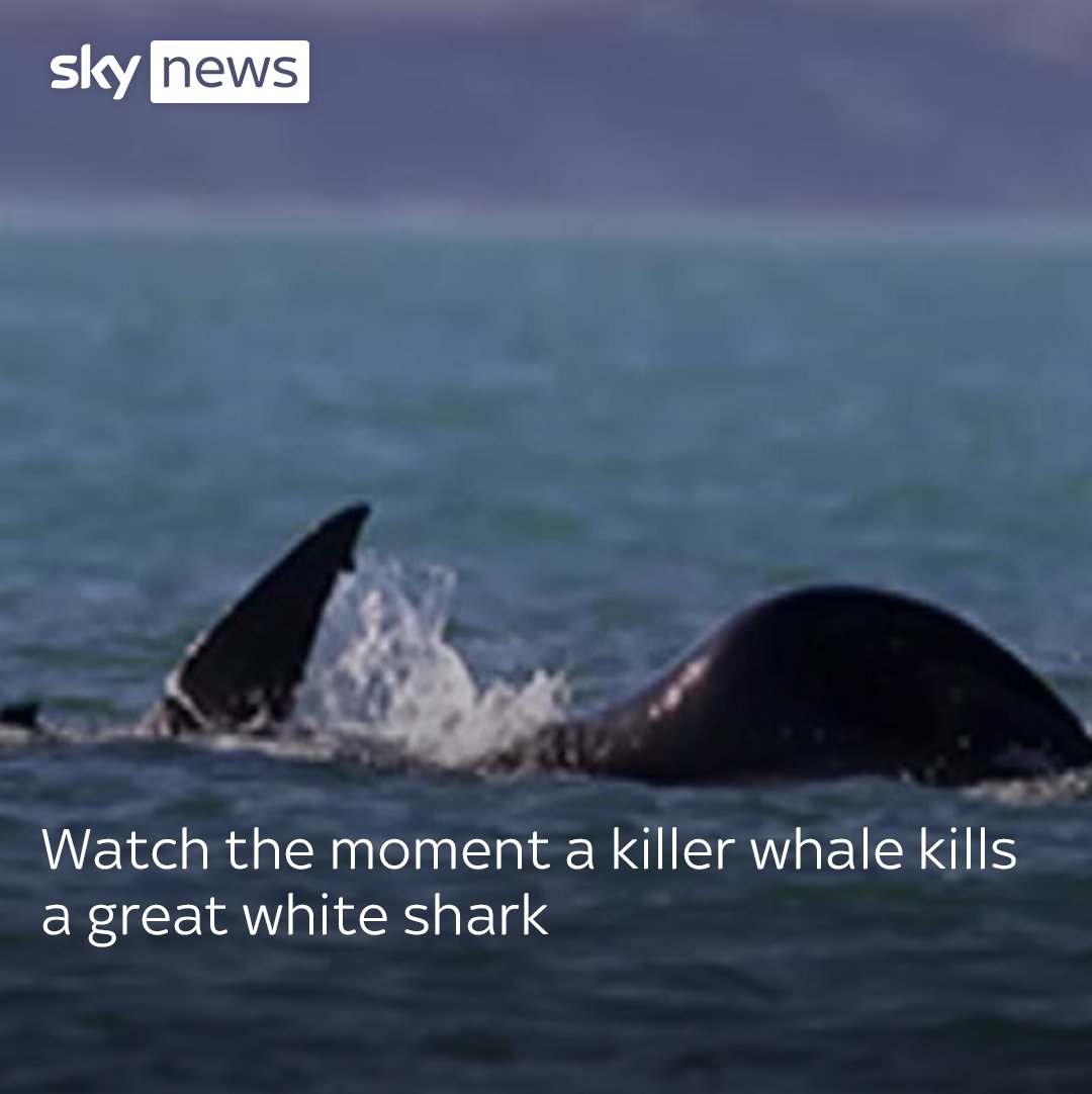 Watch the moment a killer whale killed a great white shark in under two minutes in an "unprecedented" attack. Read more: