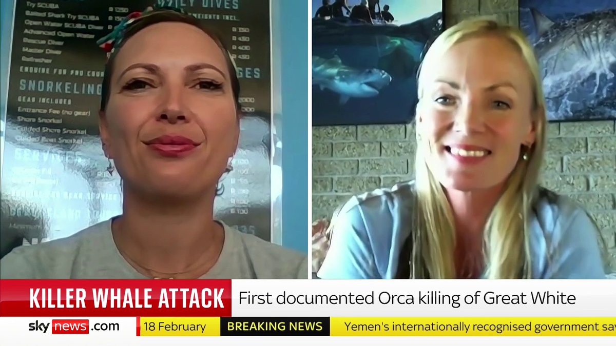 A lone killer whale has been captured killing a great white shark in an "unprecedented" attack. Conservationist Esther Jacobs and shark biologist Alison Towner discuss the signifiance of this attack and why orcas are targeting shark livers.