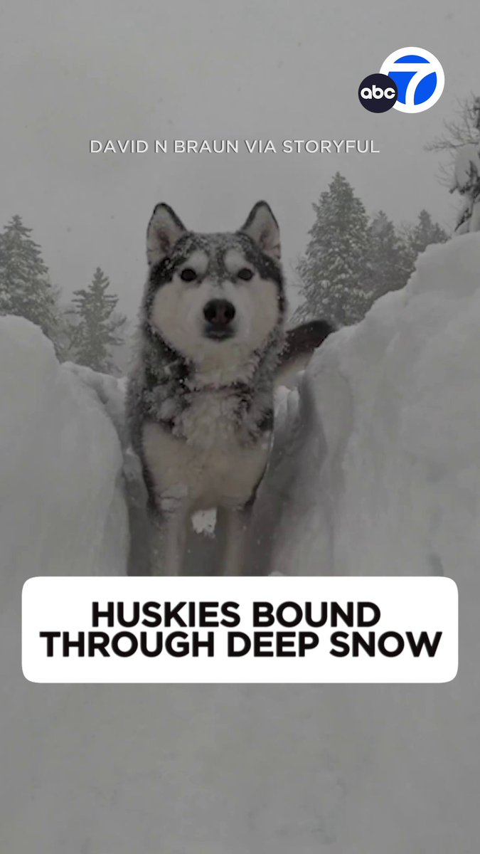 A pair of Siberian huskies played in thick snow as a winter storm brought blizzard conditions to Lake Tahoe! 😍❄️
