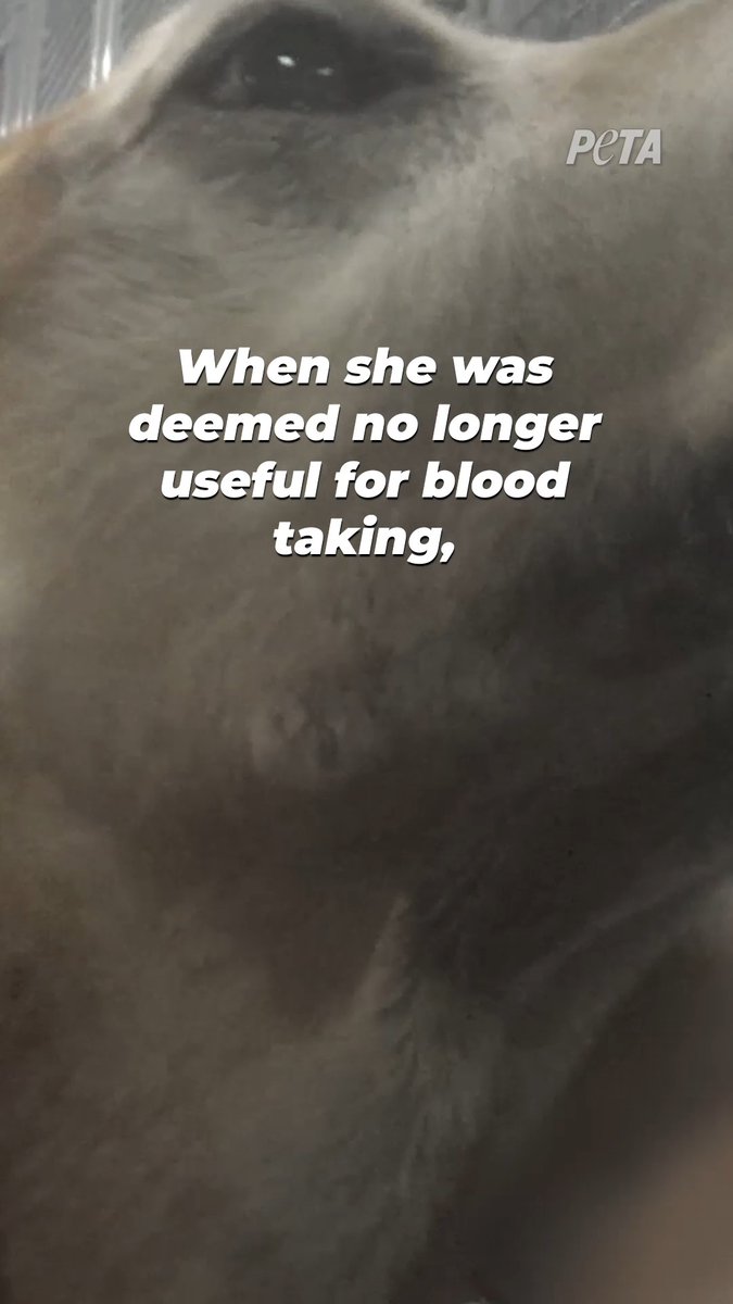 She spent more than a decade locked in a kennel and used as a blood bag — now this dog has a new life filled with long naps and romps next to her canine sister.